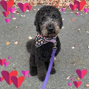 Meet your Posher, Bridget